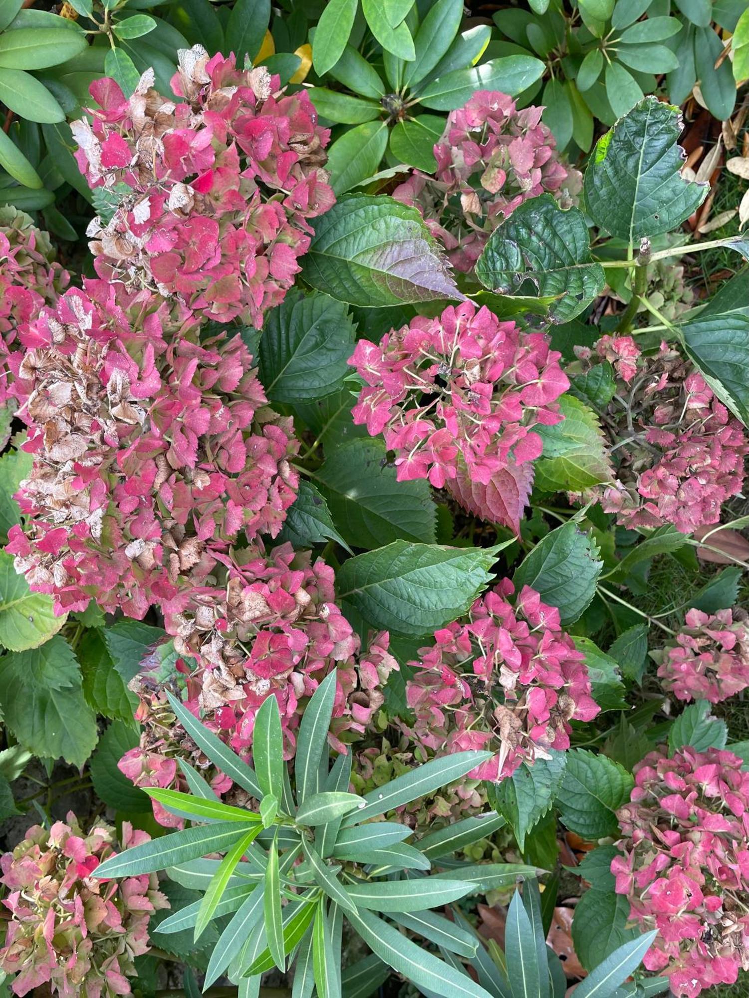 Les Hortensias Espoey Exterior photo